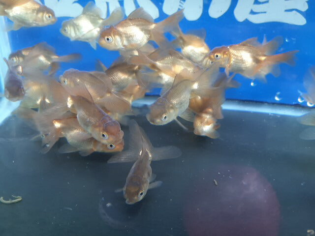 倉庫◆生体土佐錦当歳魚約6〜7センチ(1匹)土佐金/金魚/琉金/きんぎょ/国産金魚【金魚小屋-希-福岡】