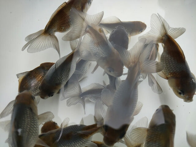 倉庫◆生体オランダショートテール当歳魚約4〜5センチ(1匹)オランダ/金魚/琉金/きんぎょ/国産金魚【金魚小屋-希-福岡】