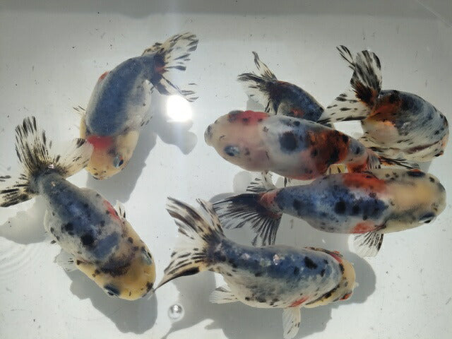 生体弥富産江戸錦弐歳魚約8センチ(1匹)らんちゅう/金魚/桜錦/変わりらんちゅう/きんぎょ/国産金魚【金魚小屋-希-福岡】