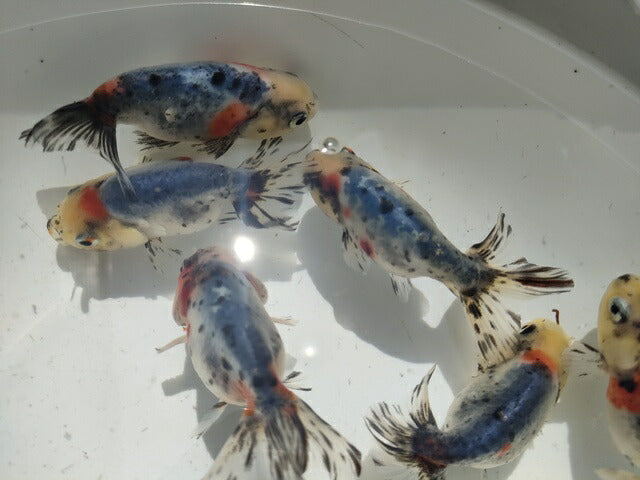 生体弥富産江戸錦弐歳魚約8センチ(1匹)らんちゅう/金魚/桜錦/変わりらんちゅう/きんぎょ/国産金魚【金魚小屋-希-福岡】