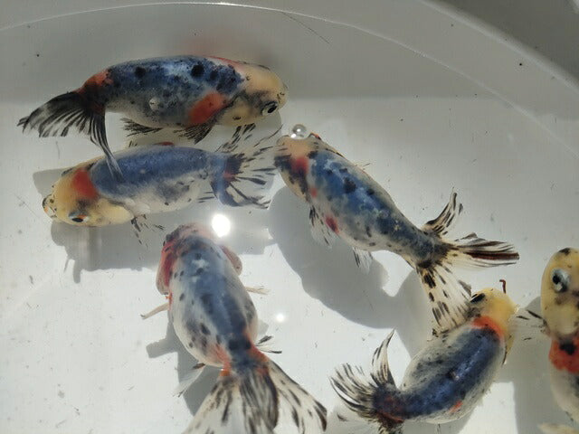 生体弥富産江戸錦弐歳魚約8センチ(1匹)らんちゅう/金魚/桜錦/変わりらんちゅう/きんぎょ/国産金魚【金魚小屋-希-福岡】