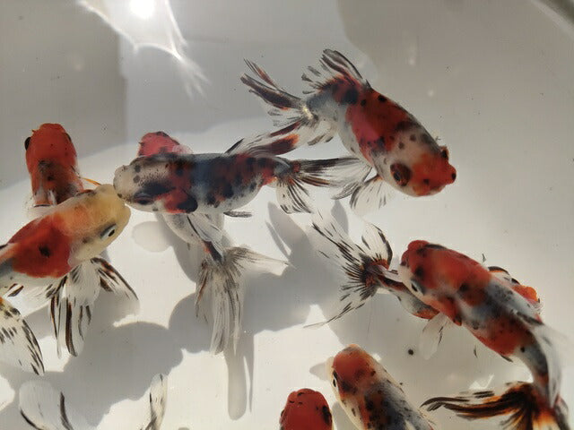 倉庫◆生体オランダショートテール当歳魚約4〜5センチ(1匹)オランダ/金魚/琉金/きんぎょ/国産金魚【金魚小屋-希-福岡】
