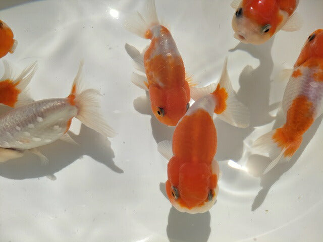 生体加藤産桜錦弐歳魚約7センチ(1匹)らんちゅう/金魚/江戸錦/変わりらんちゅう/きんぎょ/国産金魚【金魚小屋-希-福岡】