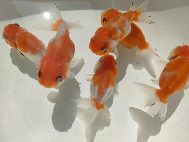 生体加藤産桜錦弐歳魚約7センチ(1匹)らんちゅう/金魚/江戸錦/変わりらんちゅう/きんぎょ/国産金魚【金魚小屋-希-福岡】