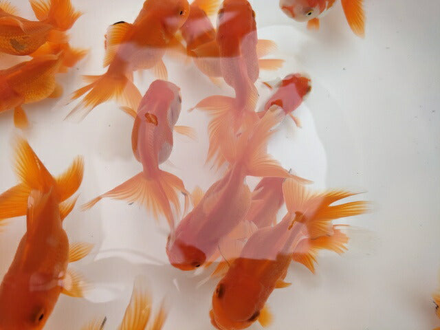 生体飯田産オランダ獅子頭弐歳魚約8センチ(1匹)オランダ/金魚/ローズテール/棚田産/きんぎょ/国産金魚【金魚小屋-希-福岡】