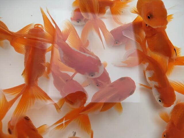 生体飯田産オランダ獅子頭弐歳魚約8センチ(1匹)オランダ/金魚/ローズテール/棚田産/きんぎょ/国産金魚【金魚小屋-希-福岡】