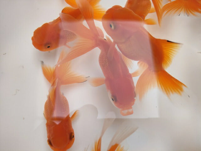 生体飯田産オランダ獅子頭弐歳魚約8センチ(1匹)オランダ/金魚/ローズテール/棚田産/きんぎょ/国産金魚【金魚小屋-希-福岡】