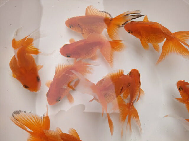 倉庫◆生体オランダショートテール当歳魚約4〜5センチ(1匹)オランダ/金魚/琉金/きんぎょ/国産金魚【金魚小屋-希-福岡】