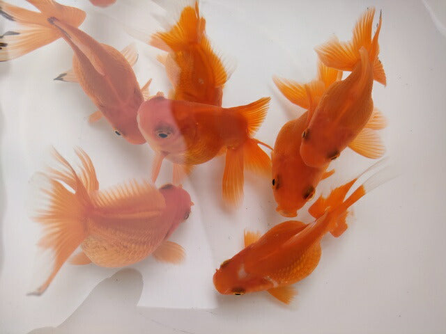 倉庫◆生体オランダショートテール当歳魚約4〜5センチ(1匹)オランダ/金魚/琉金/きんぎょ/国産金魚【金魚小屋-希-福岡】