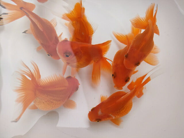 倉庫◆生体オランダショートテール当歳魚約4〜5センチ(1匹)オランダ/金魚/琉金/きんぎょ/国産金魚【金魚小屋-希-福岡】