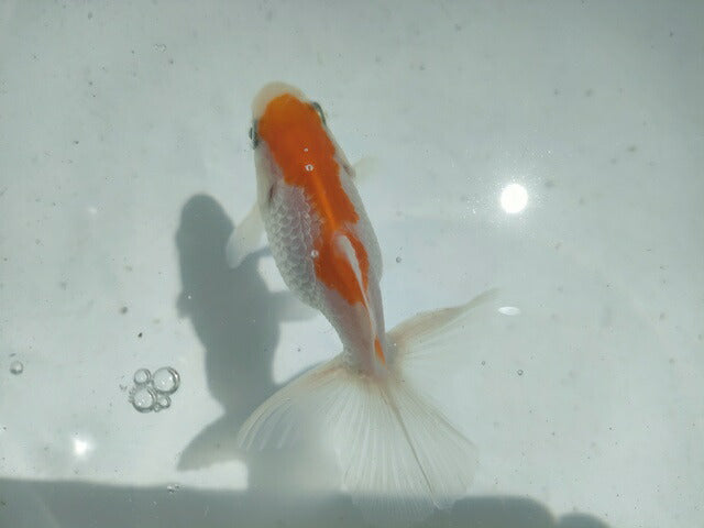 倉庫◆生体オランダショートテール当歳魚約4〜5センチ(1匹)オランダ/金魚/琉金/きんぎょ/国産金魚【金魚小屋-希-福岡】