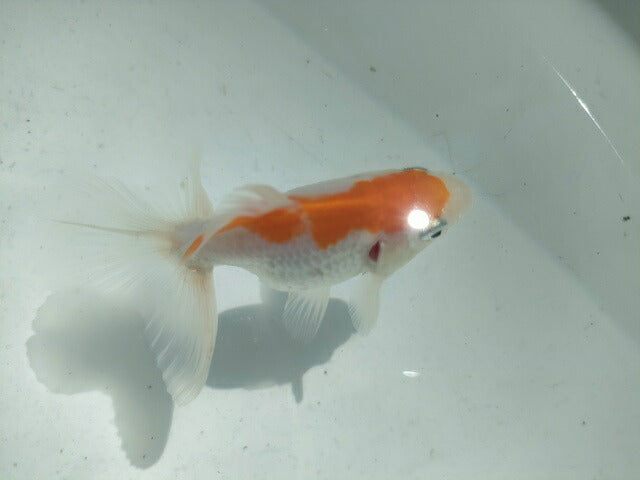 倉庫◆生体オランダショートテール当歳魚約4〜5センチ(1匹)オランダ/金魚/琉金/きんぎょ/国産金魚【金魚小屋-希-福岡】