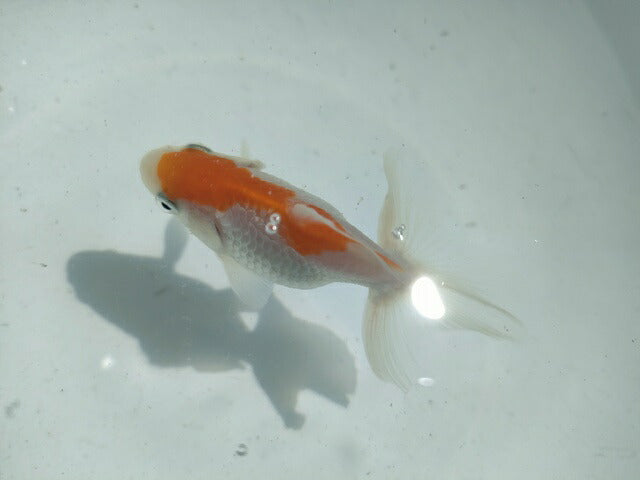 倉庫◆生体オランダショートテール当歳魚約4〜5センチ(1匹)オランダ/金魚/琉金/きんぎょ/国産金魚【金魚小屋-希-福岡】