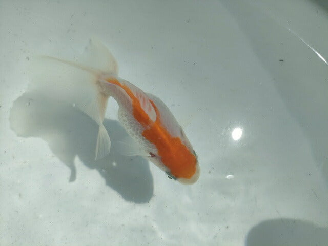 生体土佐錦(1)弐歳魚約7~8センチ(1匹)金魚/蝶尾/琉金/きんぎょ/国産金魚【金魚小屋-希-福岡】