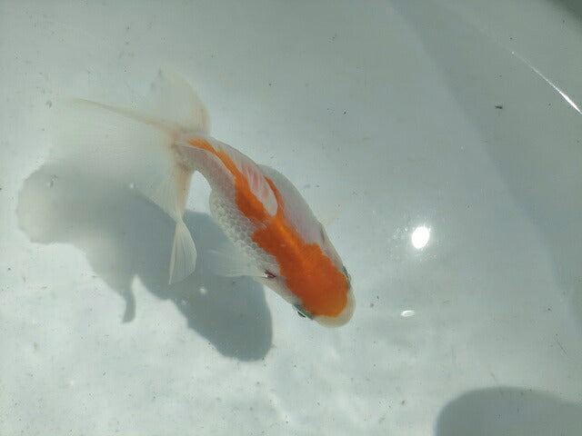 生体土佐錦(1)弐歳魚約7~8センチ(1匹)金魚/蝶尾/琉金/きんぎょ/国産金魚【金魚小屋-希-福岡】