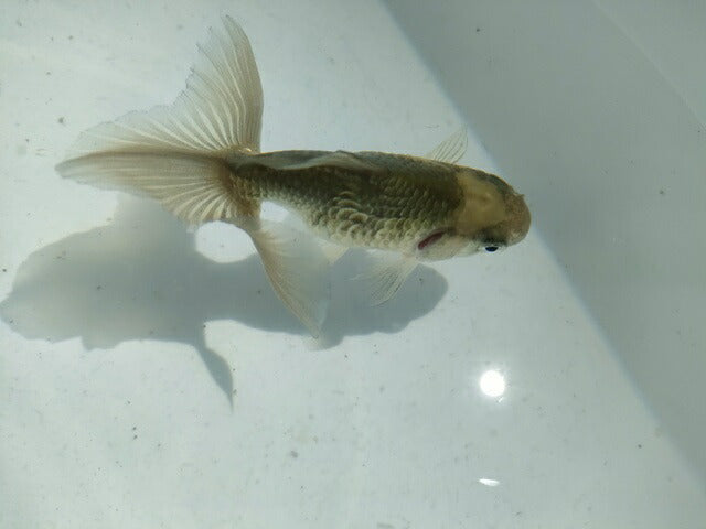 倉庫◆生体オランダショートテール当歳魚約4〜5センチ(1匹)オランダ/金魚/琉金/きんぎょ/国産金魚【金魚小屋-希-福岡】