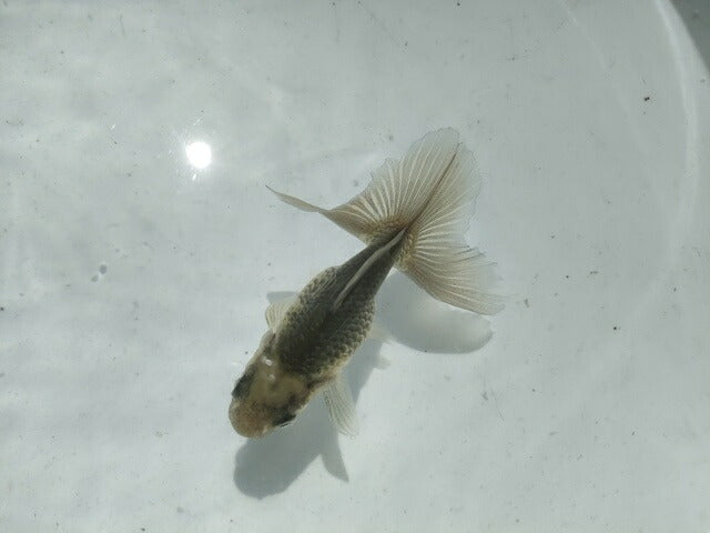 生体土佐錦(2)弐歳魚約7~8センチ(1匹)金魚/蝶尾/琉金/きんぎょ/国産金魚【金魚小屋-希-福岡】