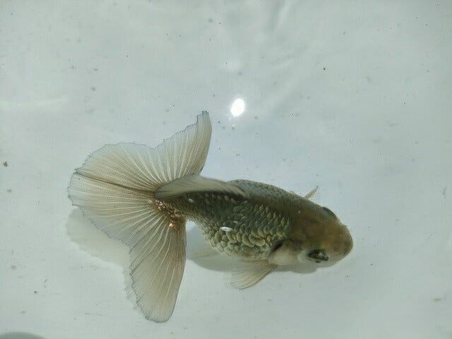 倉庫◆生体オランダショートテール当歳魚約4〜5センチ(1匹)オランダ/金魚/琉金/きんぎょ/国産金魚【金魚小屋-希-福岡】