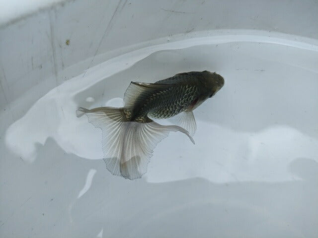 倉庫◆生体オランダショートテール当歳魚約4〜5センチ(1匹)オランダ/金魚/琉金/きんぎょ/国産金魚【金魚小屋-希-福岡】