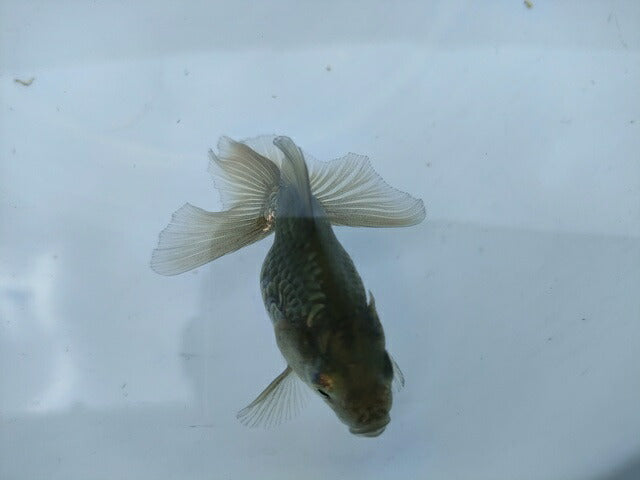 生体土佐錦(4)弐歳魚約7センチ(1匹)金魚/蝶尾/琉金/きんぎょ/国産金魚【金魚小屋-希-福岡】
