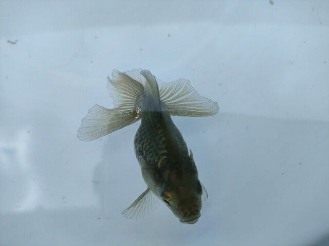 生体土佐錦(4)弐歳魚約7センチ(1匹)金魚/蝶尾/琉金/きんぎょ/国産金魚【金魚小屋-希-福岡】
