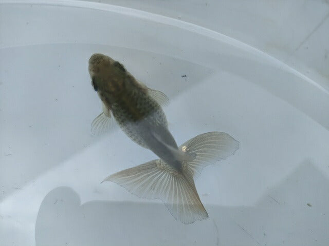 倉庫◆生体オランダショートテール当歳魚約4〜5センチ(1匹)オランダ/金魚/琉金/きんぎょ/国産金魚【金魚小屋-希-福岡】