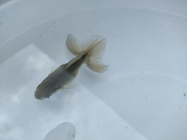 倉庫◆生体オランダショートテール当歳魚約4〜5センチ(1匹)オランダ/金魚/琉金/きんぎょ/国産金魚【金魚小屋-希-福岡】