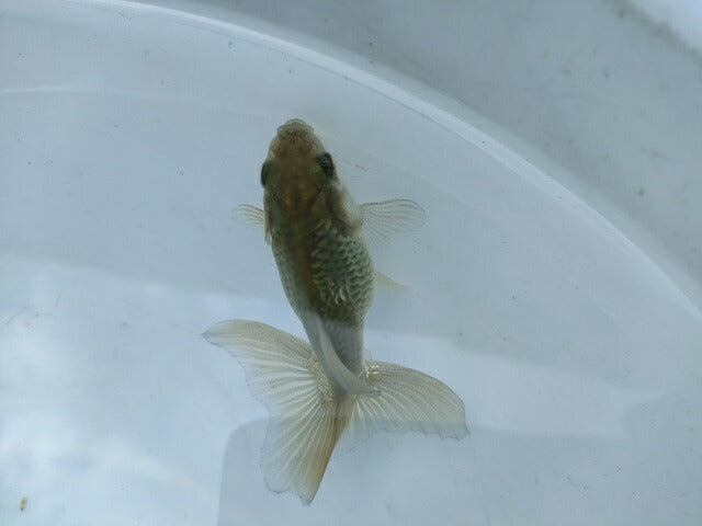 生体土佐錦(5)弐歳魚約7センチ(1匹)金魚/蝶尾/琉金/きんぎょ/国産金魚【金魚小屋-希-福岡】