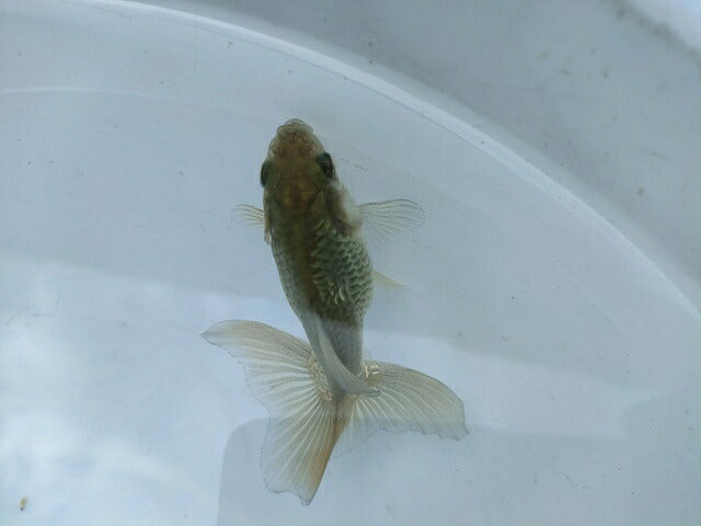生体土佐錦(5)弐歳魚約7センチ(1匹)金魚/蝶尾/琉金/きんぎょ/国産金魚【金魚小屋-希-福岡】