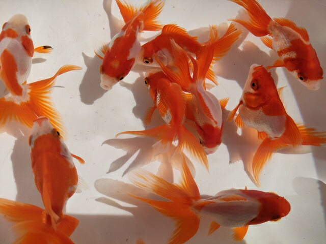 生体飯田産更紗琉金弐歳魚約7~8センチ(1匹)オランダ/金魚/ローズテール/棚田産/きんぎょ/国産金魚【金魚小屋-希-福岡】