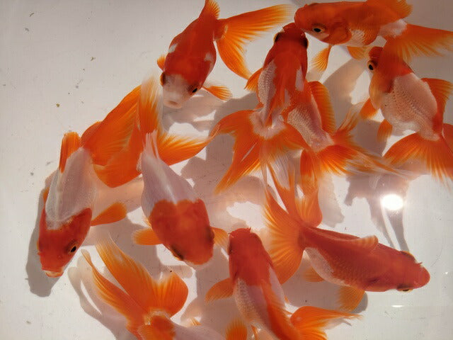 生体飯田産更紗琉金弐歳魚約7~8センチ(1匹)オランダ/金魚/ローズテール/棚田産/きんぎょ/国産金魚【金魚小屋-希-福岡】