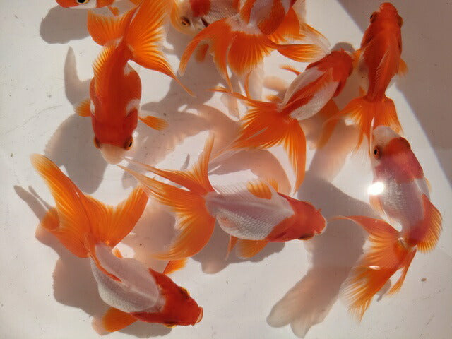 生体飯田産更紗琉金弐歳魚約7~8センチ(1匹)オランダ/金魚/ローズテール/棚田産/きんぎょ/国産金魚【金魚小屋-希-福岡】