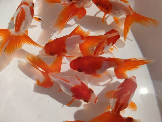 生体飯田産更紗琉金弐歳魚約7~8センチ(1匹)オランダ/金魚/ローズテール/棚田産/きんぎょ/国産金魚【金魚小屋-希-福岡】