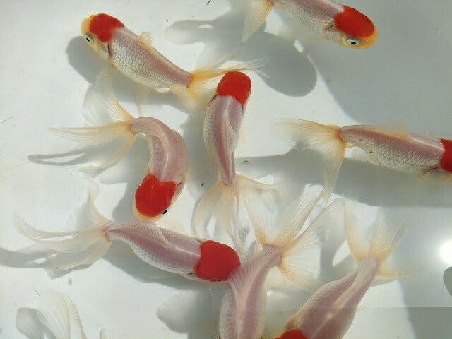 生体飯田産高頭丹頂弐歳魚約8~9センチ(1匹)オランダ/金魚/ローズテール/棚田産/きんぎょ/国産金魚【金魚小屋-希-福岡】