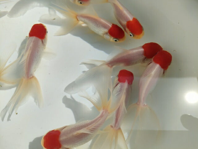 生体飯田産高頭丹頂弐歳魚約8~9センチ(1匹)オランダ/金魚/ローズテール/棚田産/きんぎょ/国産金魚【金魚小屋-希-福岡】