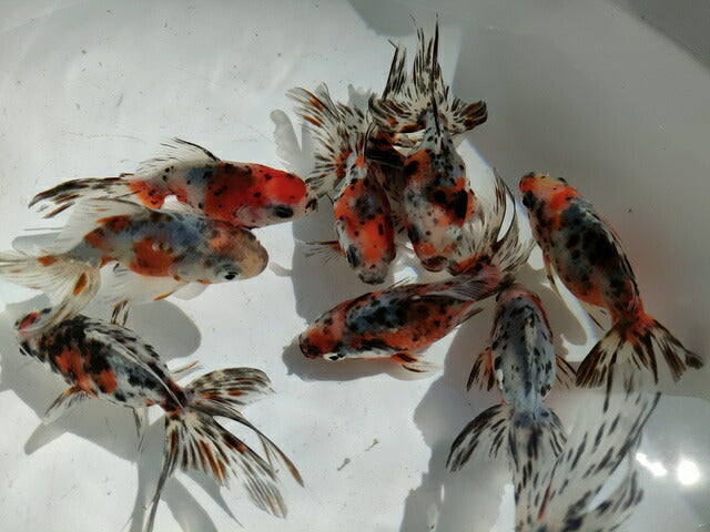生体二木産キャリコ琉金弐歳魚約7~9センチ(1匹)オランダ/金魚/ローズテール/東錦/きんぎょ/国産金魚【金魚小屋-希-福岡】
