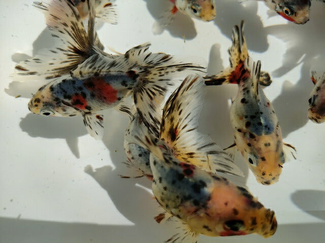 生体二木産キャリコ琉金弐歳魚約7~9センチ(1匹)オランダ/金魚/ローズテール/東錦/きんぎょ/国産金魚【金魚小屋-希-福岡】