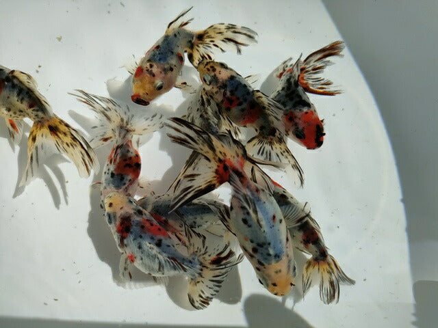 生体二木産キャリコ琉金弐歳魚約7~9センチ(1匹)オランダ/金魚/ローズテール/東錦/きんぎょ/国産金魚【金魚小屋-希-福岡】