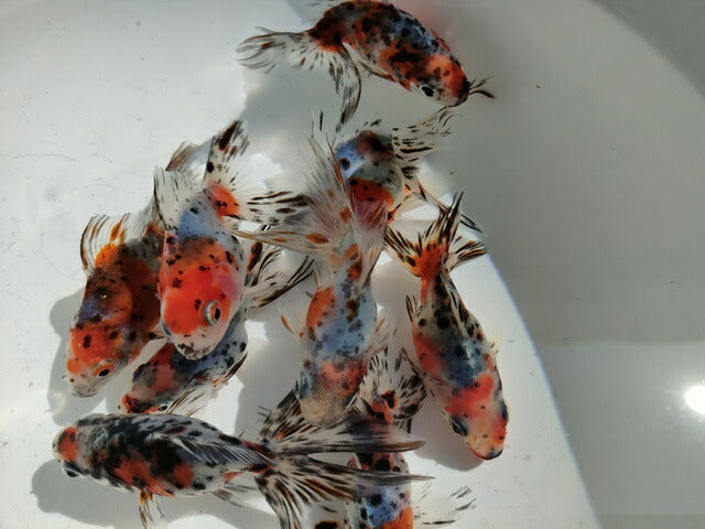 生体二木産キャリコ琉金弐歳魚約7~9センチ(1匹)オランダ/金魚/ローズテール/東錦/きんぎょ/国産金魚【金魚小屋-希-福岡】