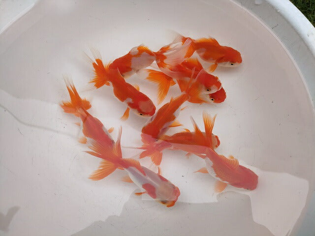 生体飯田産更紗オランダ獅子頭弐歳魚約8センチ(1匹)オランダ/金魚/ローズテール/棚田産/きんぎょ/国産金魚【金魚小屋-希-福岡】