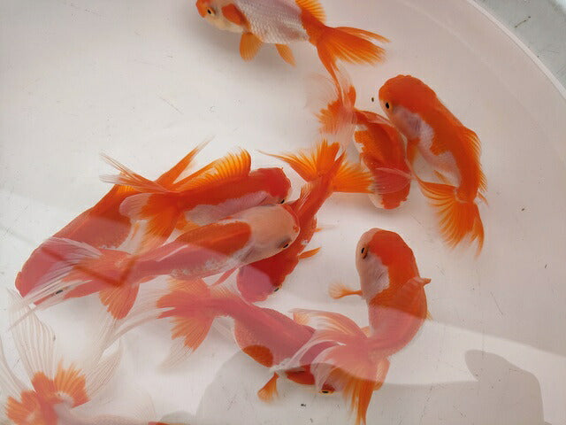 生体飯田産更紗オランダ獅子頭弐歳魚約8センチ(1匹)オランダ/金魚/ローズテール/棚田産/きんぎょ/国産金魚【金魚小屋-希-福岡】