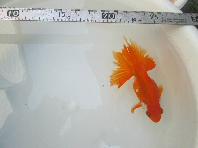 倉庫◆生体(1匹) NO.3金魚弐歳魚(土佐錦×蝶尾) 約12センチ 土佐錦/金魚/蝶尾/チョウビ/きんぎょ/国産金魚【金魚小屋-希-福岡】