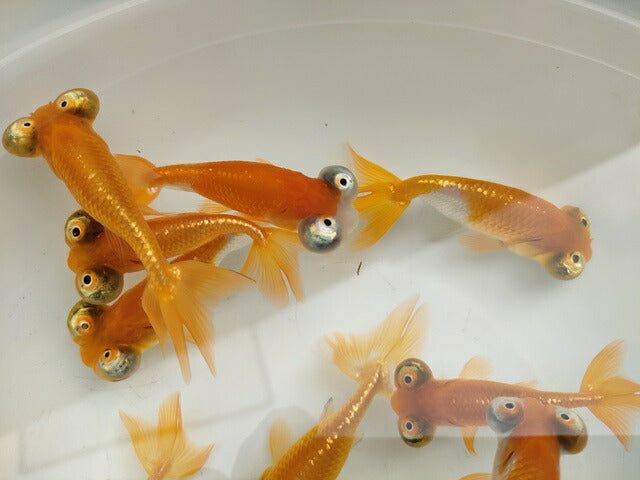 生体頂天眼弐歳魚約8センチ(1匹)オランダ/金魚/琉金/水泡眼//きんぎょ/国産金魚【金魚小屋-希-福岡】