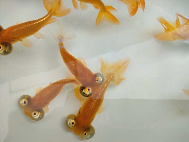生体頂天眼弐歳魚約8センチ(1匹)オランダ/金魚/琉金/水泡眼//きんぎょ/国産金魚【金魚小屋-希-福岡】