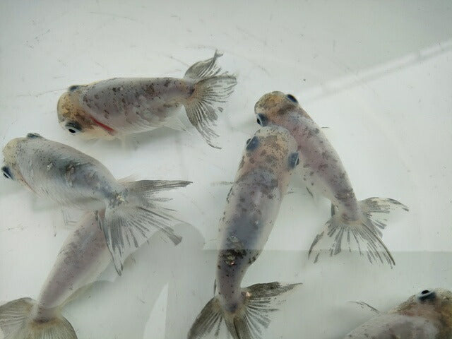 生体江戸錦弐歳魚約7センチ(1匹)らんちゅう/金魚/桜錦/変わりらんちゅう/きんぎょ/国産金魚【金魚小屋-希-福岡】