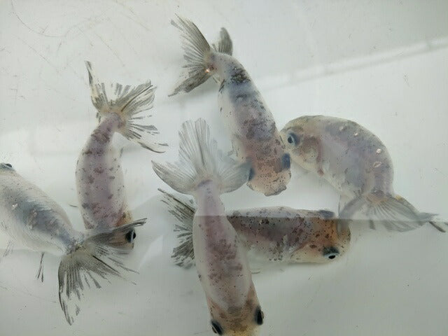 生体江戸錦弐歳魚約7センチ(1匹)らんちゅう/金魚/桜錦/変わりらんちゅう/きんぎょ/国産金魚【金魚小屋-希-福岡】