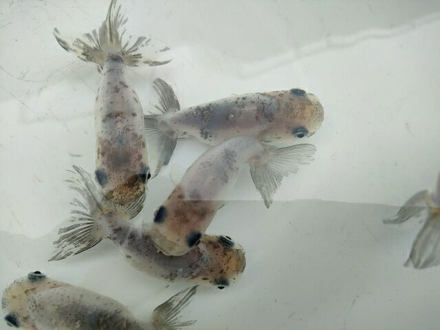 生体江戸錦弐歳魚約7センチ(1匹)らんちゅう/金魚/桜錦/変わりらんちゅう/きんぎょ/国産金魚【金魚小屋-希-福岡】