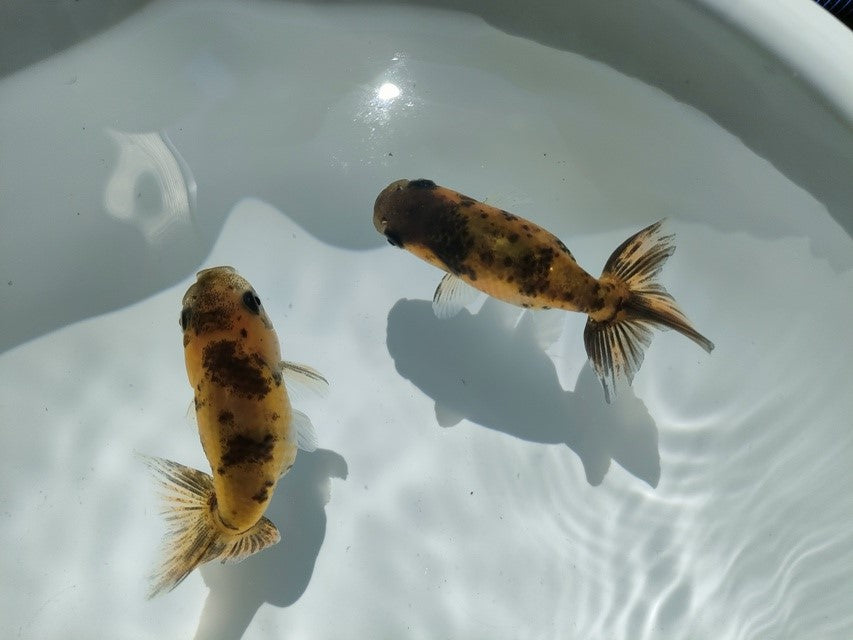 生体江戸錦弐歳魚約7センチ(1匹)らんちゅう/金魚/桜錦/変わりらんちゅう/きんぎょ/国産金魚【金魚小屋-希-福岡】