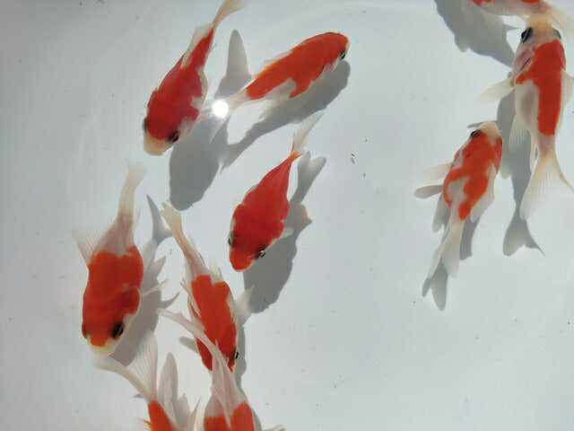 生体江戸錦弐歳魚約7センチ(1匹)らんちゅう/金魚/桜錦/変わりらんちゅう/きんぎょ/国産金魚【金魚小屋-希-福岡】