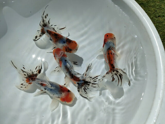 倉庫◆生体オランダショートテール当歳魚約4〜5センチ(1匹)オランダ/金魚/琉金/きんぎょ/国産金魚【金魚小屋-希-福岡】